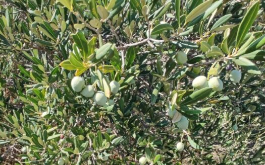 Erstklassiges landwirtschaftliches Grundstück auf der Insel Vis – beeindruckende 18.767 m², ideal für Landwirtschaft, Investition oder Entwicklung